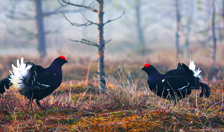 Black grouses by R. Anusauskas Lithuania.travel